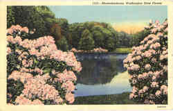 Washington State Flower, Rhododendrons Postcard