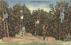 Picking Oranges in Florida Postcard