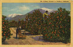 Picking Oranges in Southern California Scenic, CA Postcard Postcard