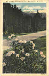 Rhododendrons along Washington Highway Postcard