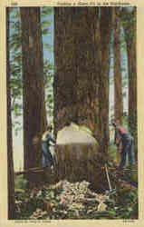 Cutting a Giant Fir in the Northwest Postcard