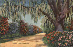 Lovers Lane in Florida Postcard