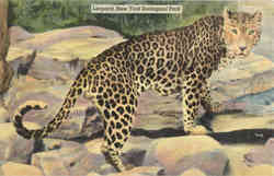 Leopard, New York Zoological Park Postcard Postcard