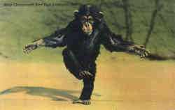 Baby Chimpanzee, New York Zoological Park Postcard