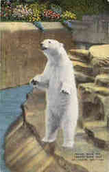 Polar Bear Pit, Forest Park Zoo Postcard