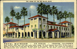 The Home Of The Big Black Oliva Postcard