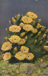 Prickly Pear Cactus In Bloom Postcard