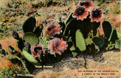 Blossoms Pf The Opuntia Caatus A Variety Of The Prickly Pear Postcard