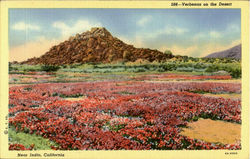 Verbenas on the Desert Postcard