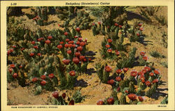 Hedgehog (strawberry) Cactus Postcard