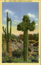 "Watermelon Tree" ,Freak Sahuaro ,Giant Cactus Postcard