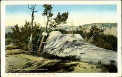 White Elephant, Yeoowstone Park Yellowstone National Park Postcard Postcard