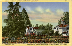 Luther Burbank's Gardens Postcard