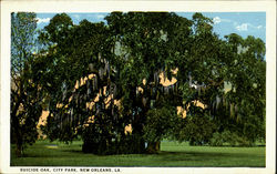 Suicide Oak, City Park New Orleans, LA Postcard Postcard