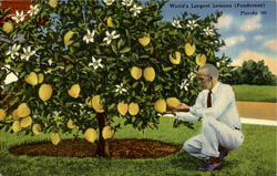 World's Largest Lemons (Ponderosa) Fruit Postcard Postcard