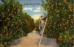 Orange Time in Florida Postcard