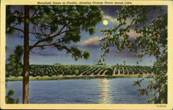 Moonlight Scene in Florida ,showing Orange grove across Lake Scenic, FL Postcard Postcard