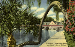 Famous "House Shoe Palm " At Florida's Silver Springs Postcard