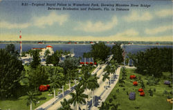 Tropical Royal Palms Postcard