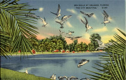 Sea Gulls Orlando, FL Postcard Postcard