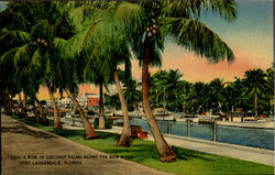 A Row Of Coconut Palms Along The New River Postcard