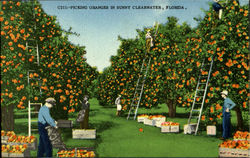 Picking Oranges Sunny Clearwater, FL Postcard Postcard