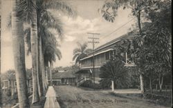 Ancon Hospital with Royal Palms, Panama Postcard