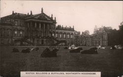 Scotch Bullocks & Buffaloes at Wentworth Woodhouse Postcard