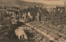 Grape Harvest in Richewihr, Alsace, France Postcard