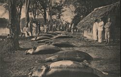 Amazon River: Fisherman with a Catch of Amazonian Manatees Postcard