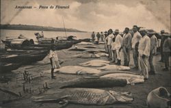 Amazonas River Pirarucu Fish Catch, Manaus, Brazil Postcard