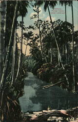 Tropical Cuban Landscape, Havana Postcard