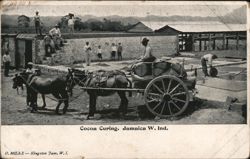 Cocoa Curing in Jamaica Postcard