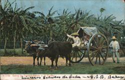 Going to Town, Cuba - Ox-Drawn Cart with Passengers Postcard