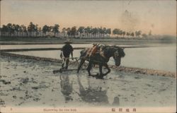 Harrowing the Rice Field with Horse, Japan Postcard