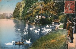 Swans on Parc de la Tête d'Or Lake, Lyon Postcard