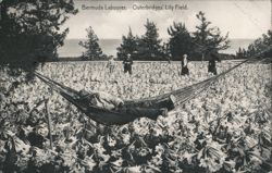 Bermuda Laborer Relaxing in a Hammock at Outerbridge's Lily Field Postcard