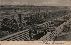 Loading Cattle, U.S. Yards, Chicago, Illinois Postcard