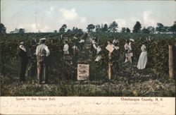 Scene in the Grape Belt, Chautauqua County, NY Postcard