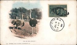 Mr. and Mrs. McKinley - Ostriches Postcard Postcard Postcard