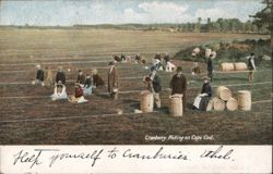 Cranberry Picking on Cape Cod Massachusetts Postcard Postcard Postcard