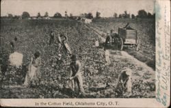 In the Cotton Field, Oklahoma City, OK Postcard