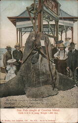 Giant Sun Fish, Catalina Island Postcard