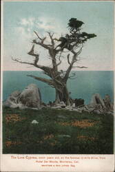 The Lone Cypress, 17-Mile Drive, Monterey, CA Postcard