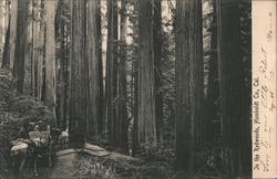 In the Redwoods, Humboldt Co., Cal. Postcard