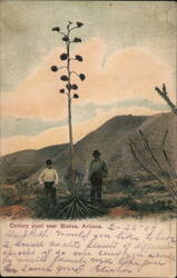 Century Plant near Bisbee, Arizona Postcard