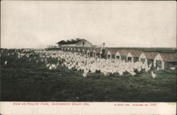 View on Poultry Farm, Sacramento Valley, CA California Postcard Postcard Postcard