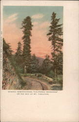 Sequoia Sempervirens (California Redwoods) on Mt. Tamalpais Railroad (Scenic) Postcard Postcard Postcard