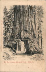 Big Tree Wawona, Mariposa Grove Yosemite National Park Postcard Postcard Postcard