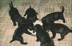 Seven Black Dachshund Puppies Enjoying a Milk Break Postcard